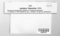 Ascochyta vulnerariae image